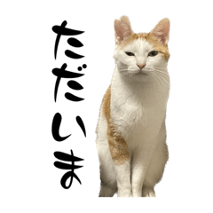 めんまらいふ③