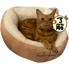 黒猫ししゃもとトラ猫うに