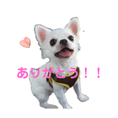 チワワのつむじちゃん