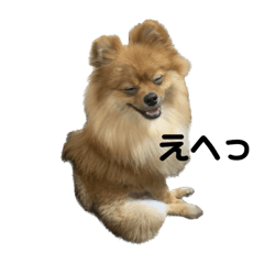 愛犬つきちゃん①