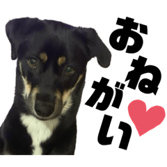 癒やしのまろスタンプ