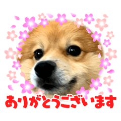 ポメラニアン　アーク