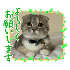 スコのちまきちゃんスタンプ