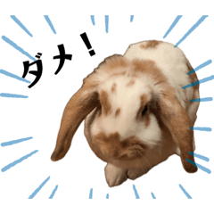 ムギちゃん(返事)