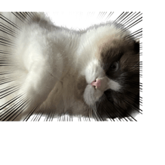 うちのルミエくんPart2