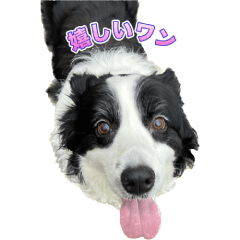 愛犬への思い出