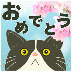ハチワレぶーにゃんの卒業•入学•お祝い