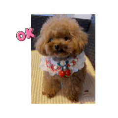 lovely❤️アニたん