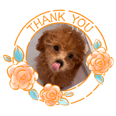 ビジュ新しい家族