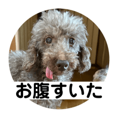 たか家犬