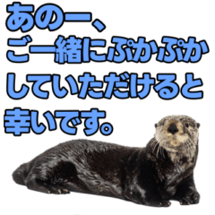 ラッコ！！実写