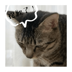 Angel_20251114233020