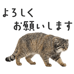 マヌルネコであいさつ