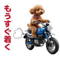 トイプードルプリティ4