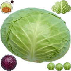 BIG! キャベツ　実写