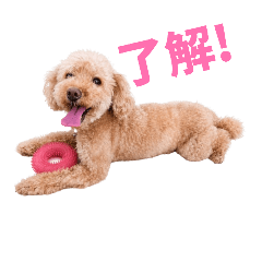 心ちゃん スタンプ