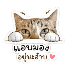 Faiisticker