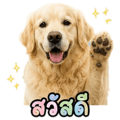 Funny Golden Retriever V.8