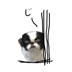 わん！わん！わん！わん！ワンダフル！