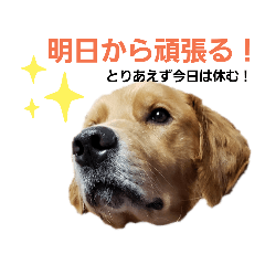 顔で語るよゴールデンレトリバー＆トイプー