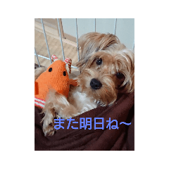 うちのちびぞう君