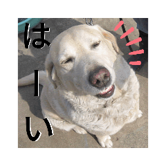 日常で使える!ラブラドールpart1
