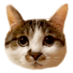 大人になったムギくん。