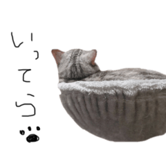 アメショのツナちゃん