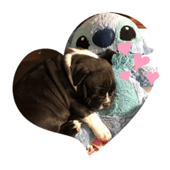 アメリカンブリー  1