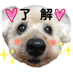 トイプードル♡レオ②