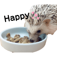 きまぐれハリー