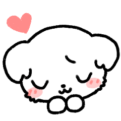 マルチーズの照れ屋さん