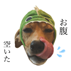 ❤︎  ビーグル犬の日常　❤︎