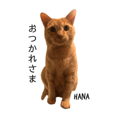 菊池家のねこたち