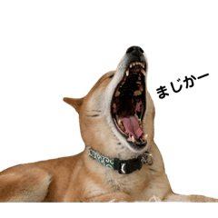 柴犬ぶんのスタンプ　その1