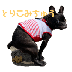 フレンチブルドッグ　こてつくん