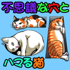 不思議な穴とハマる猫