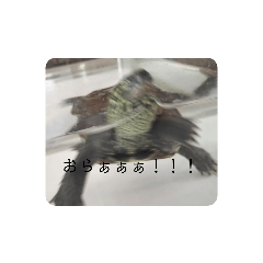 うちのここのり