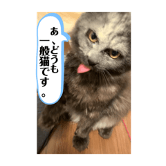 ゆきまろと蘭丸