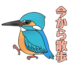 私のカワセミくん