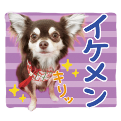 オッリルマーナの愛犬チワワのレオン