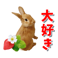 *うさぎのうさちゃん* みんなのスタンプ♪