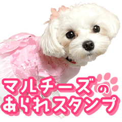 マルチーズのあられスタンプ