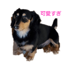 おとぼけ。ジャン君