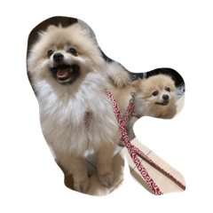 イヌとネコたち