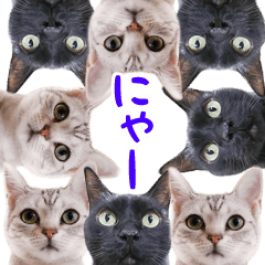 飛び出すハイテンションにゃんこリメイク2