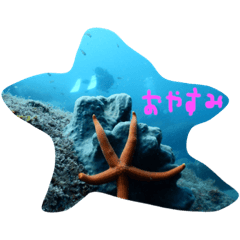 ダイビング 魚 ダイバー