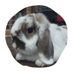 うさぴーのうさぎ部屋