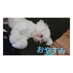 私しの家のおりこおさん