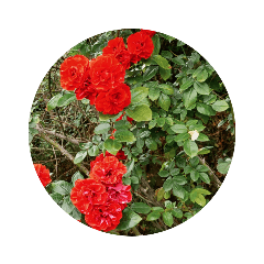 花の写真40大人かわいいシンプルスタンプ